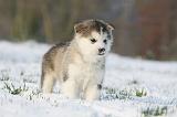 ALASKAN MALAMUTE 252